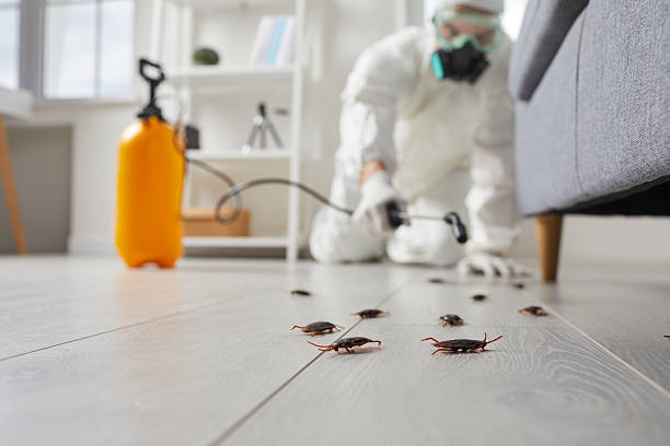 Commercial Rodent Management in Barneveld